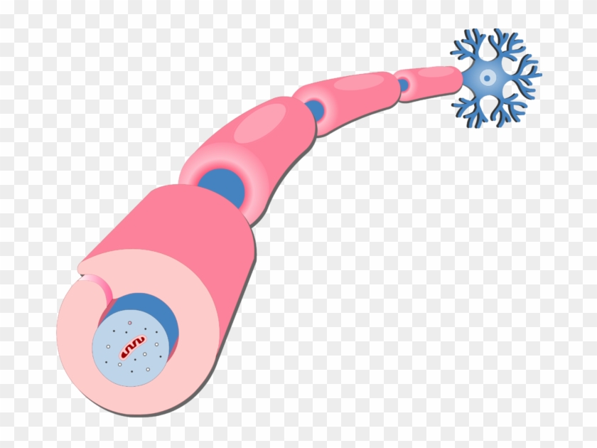 Cells Png - Axon Myelin Sheath Clipart #2068321