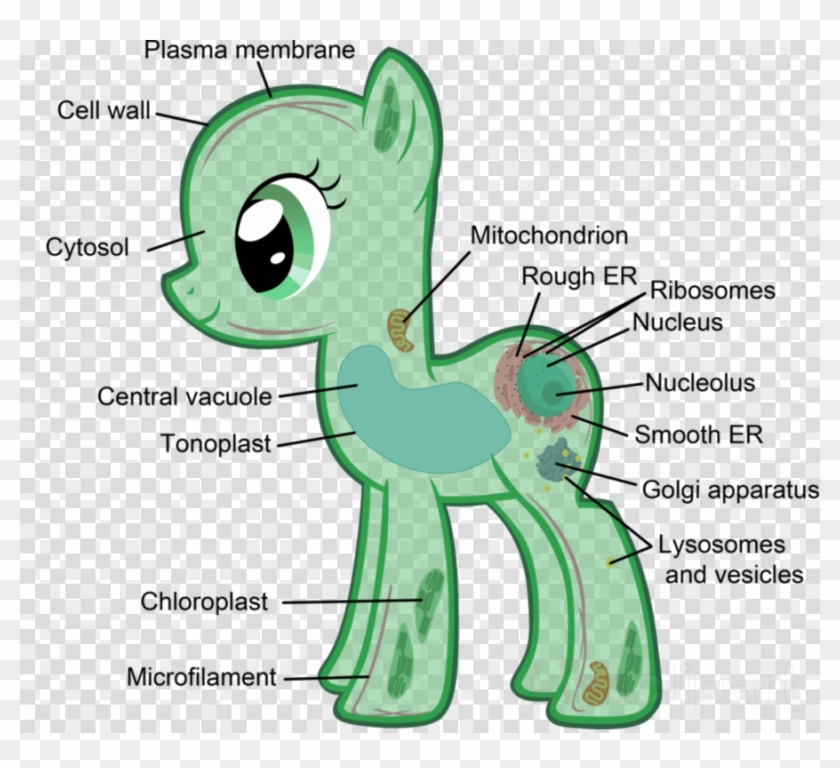 Eukaryotic Cells My Little Pony Clipart Plant Cell - Png Download