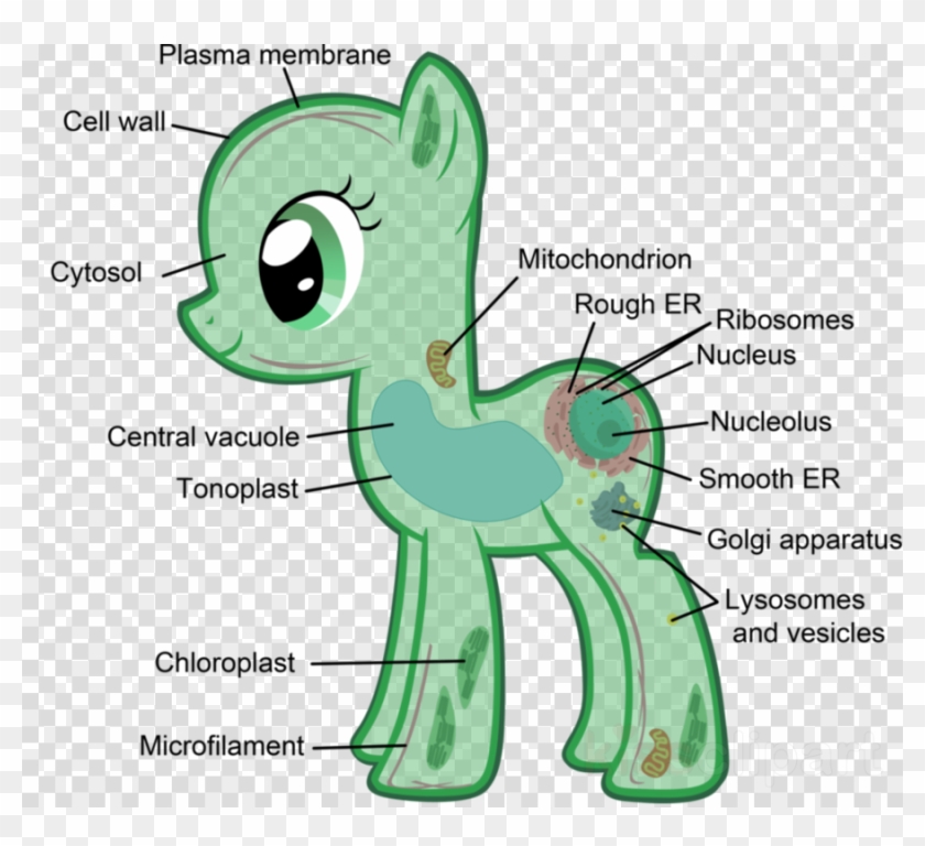 Eukaryotic Cells My Little Pony Clipart Plant Cell - Png Download #2068487