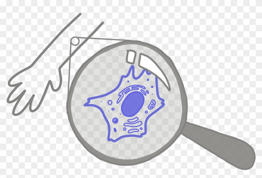 Somatic Cells Clipart #2068543