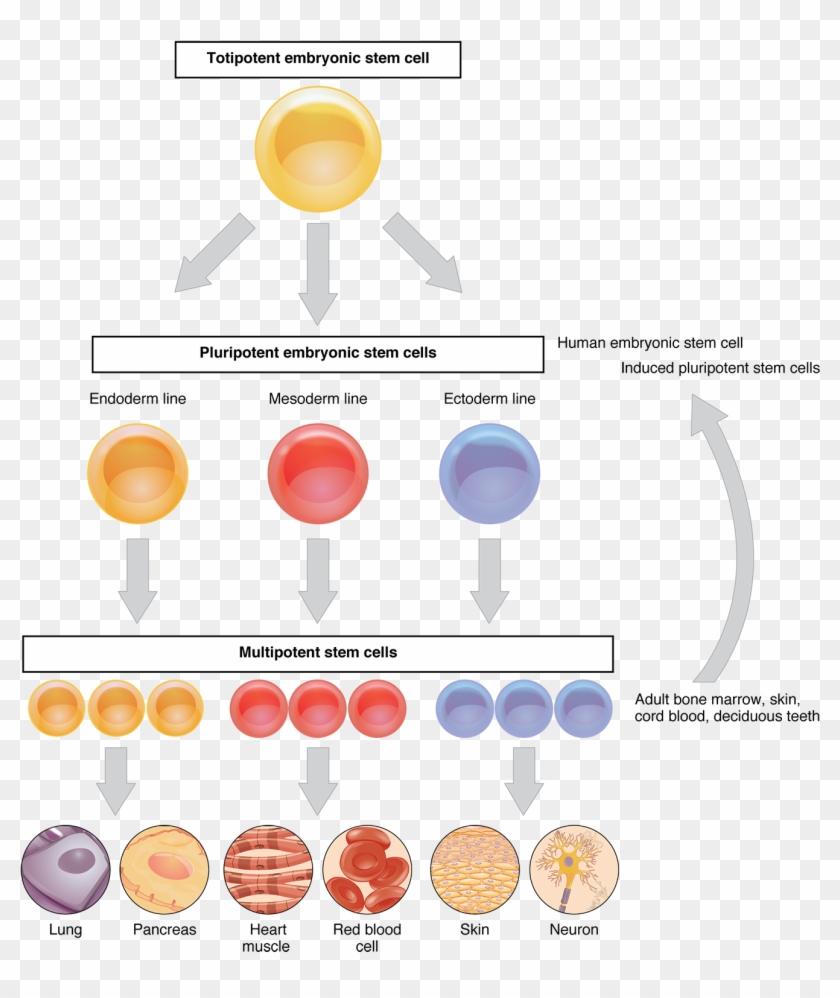 This Flow Chart Shows The Differentiation Of Stem Cells - Do Cells Differentiate And Specialize In Organisms Clipart