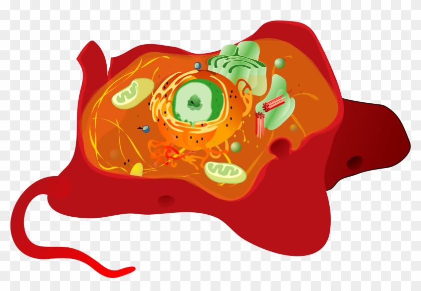Jpg Royalty Free Library Animal At Getdrawings Com - Cell Structure Of Rhodophyta Clipart