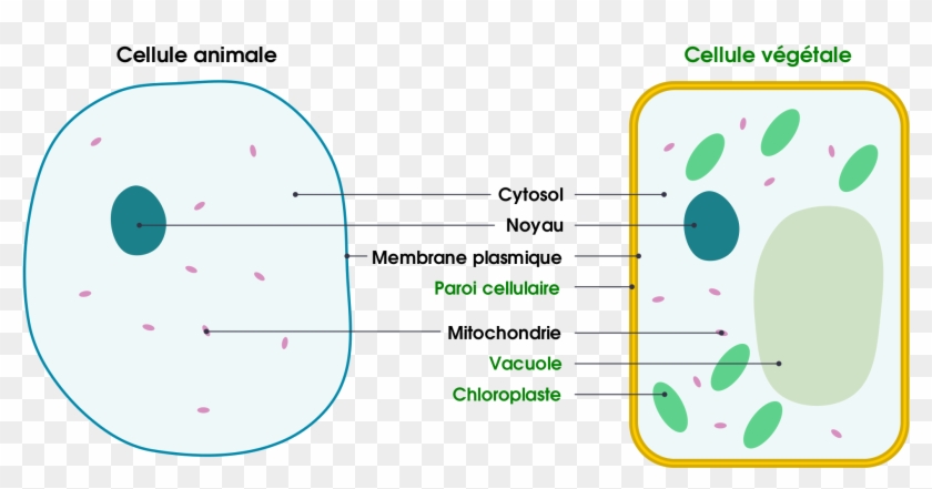 1 Basic Structure Of Animal And Plant Cells - Cell Membrane And Cell Wall Clipart #2068937