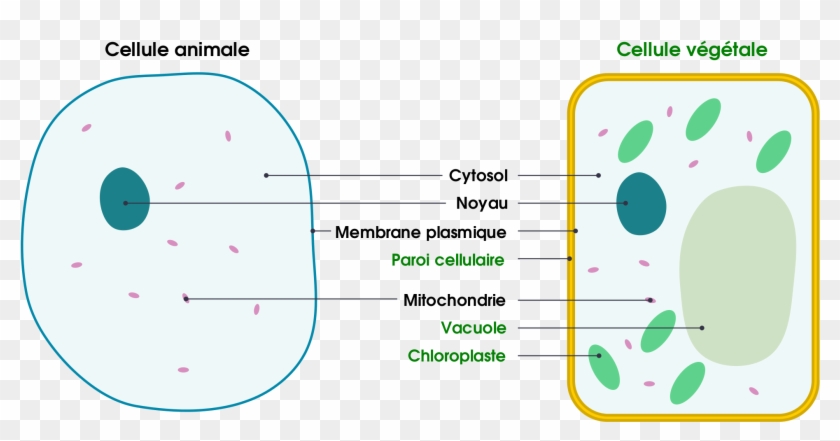 1 Basic Structure Of Animal And Plant Cells - Cell Membrane And Cell Wall Clipart