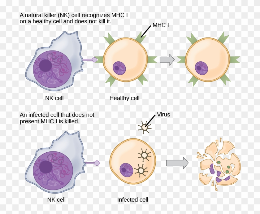 Nk Lymphocytes Clipart