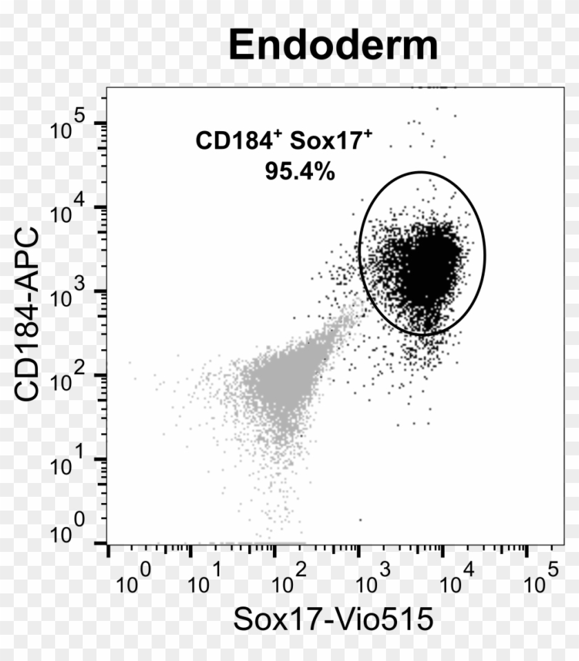 190204 Trilineage Bihi002a Afh Endoderm - Circle Clipart