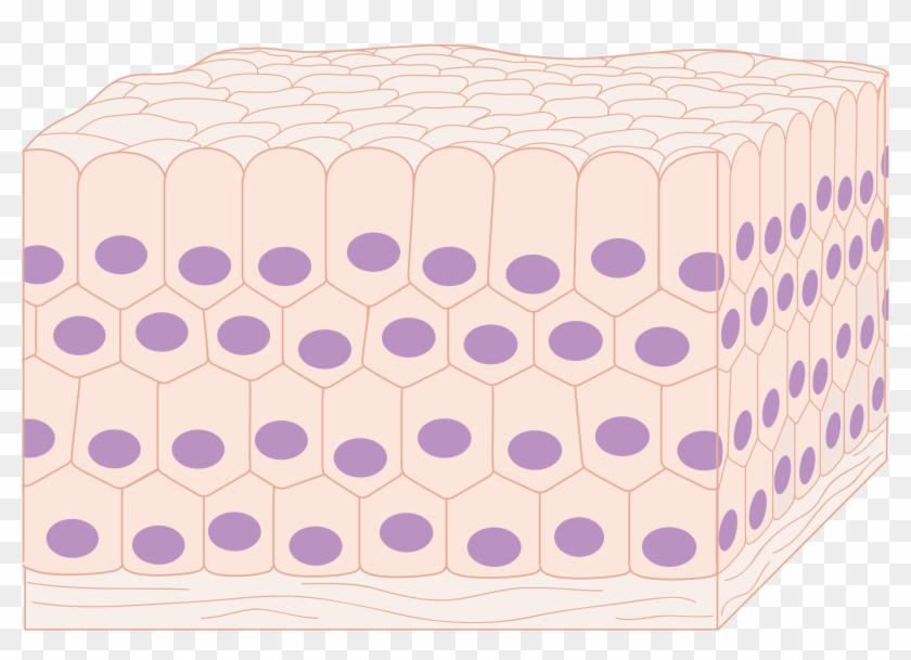 Tissue Png - Tissues In The Body Png Clipart