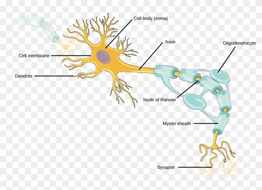 Figure 35 - 1 - 1 - Neurons Contain Organelles Common - Neuron Structure Clipart