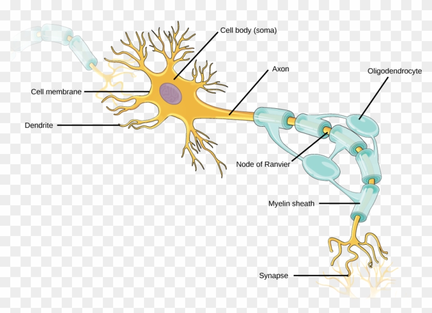 Figure 35 - 1 - 1 - Neurons Contain Organelles Common - Neuron Structure Clipart #2069441