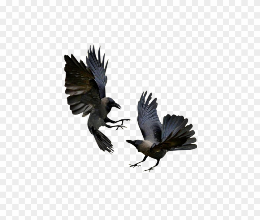 Tubes Oiseaux Varies Png - Crows Fighting Clipart #2069608