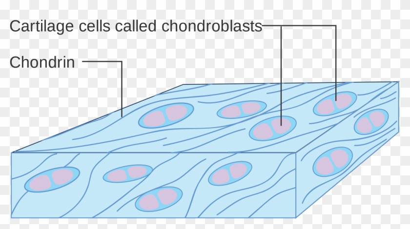 Bone Vs - Cartilage - Cartilage Cell Diagram Clipart #2069670