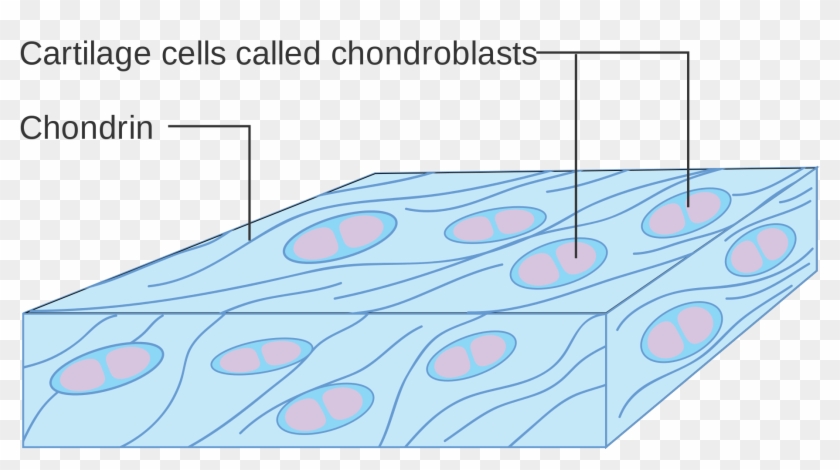 Bone Vs - Cartilage - Cartilage Cell Diagram Clipart