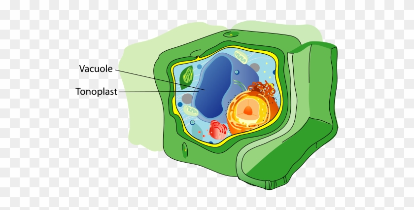 Upload - Wikimedia - Org - Vacuole In A Plant Cell Clipart #2069784