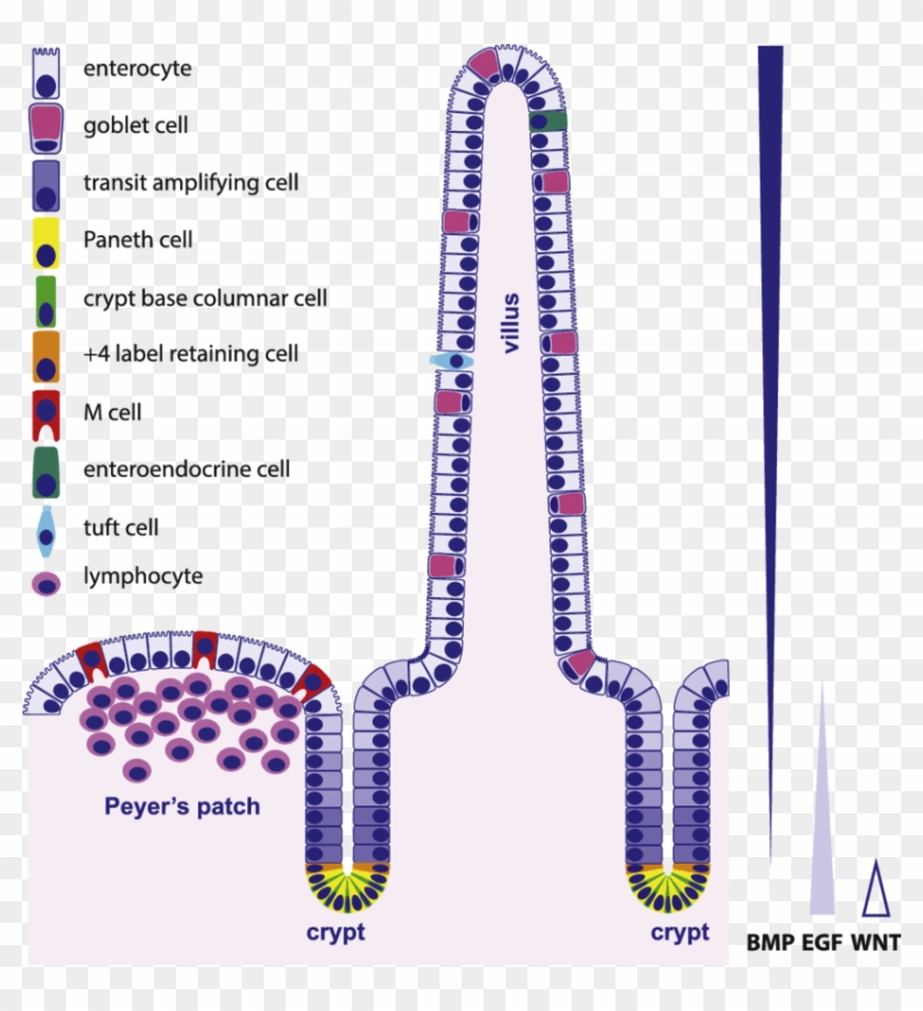 Clipart Library Download Organization And Types Of - Intestinal Epithelial Cell Types - Png Download