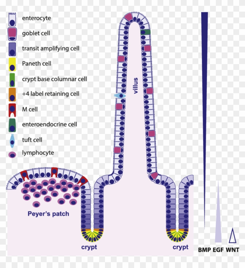 Clipart Library Download Organization And Types Of - Intestinal Epithelial Cell Types - Png Download #2069844