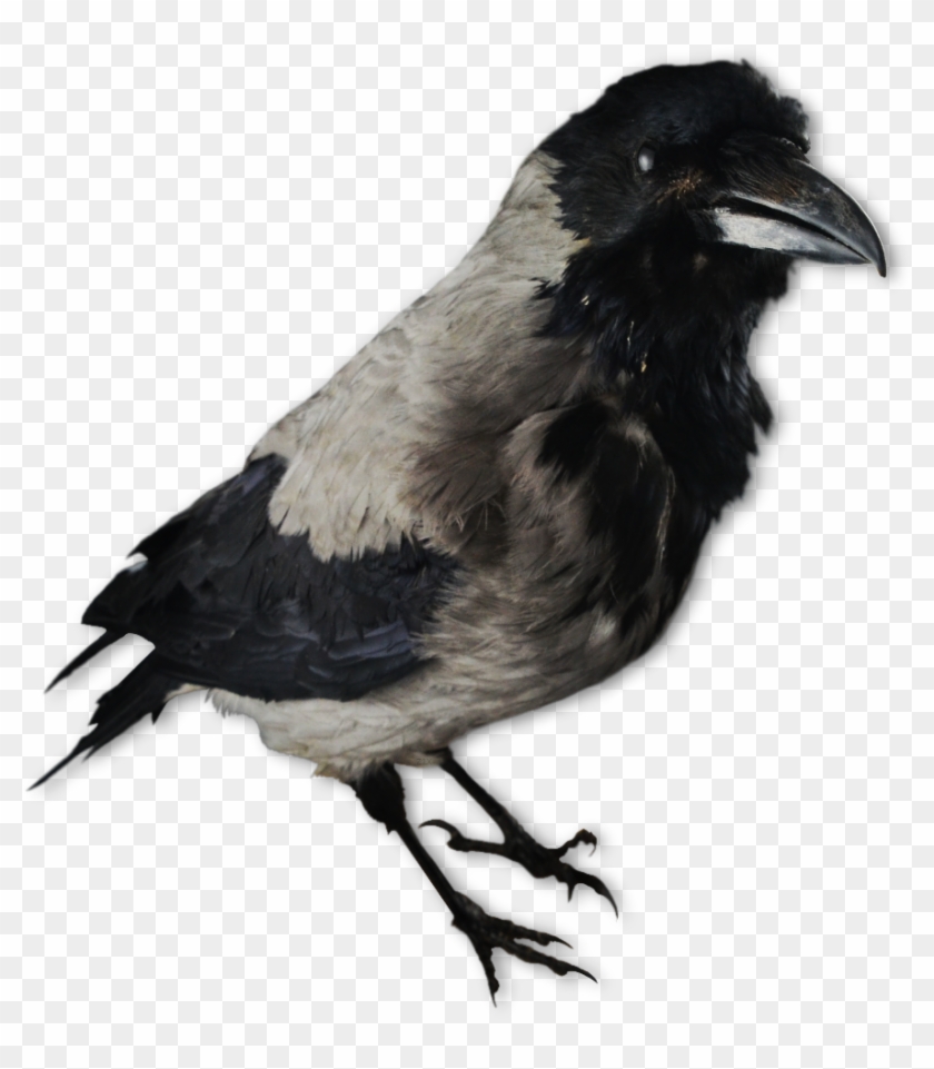 Image Of A Crow Decoy - Kråka Png Clipart