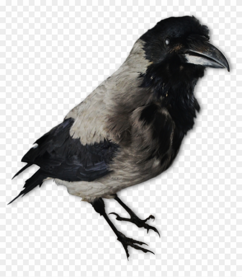 Image Of A Crow Decoy - Kråka Png Clipart #2070038