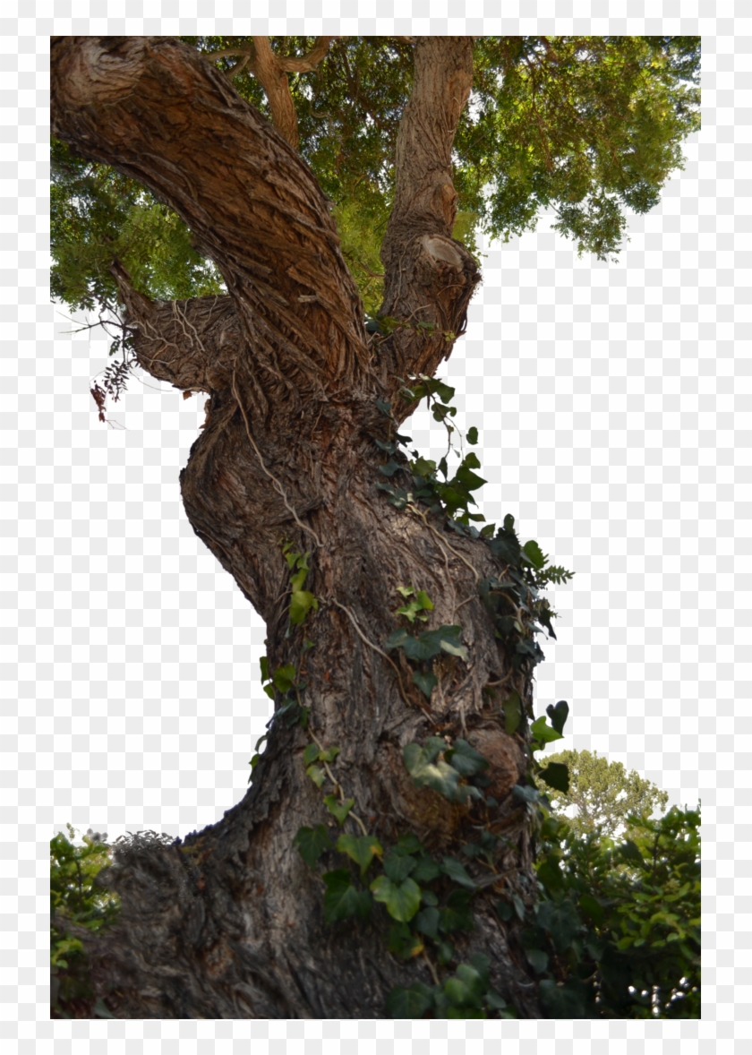 727 X 1098 17 - Old Tree Trunk Png Clipart