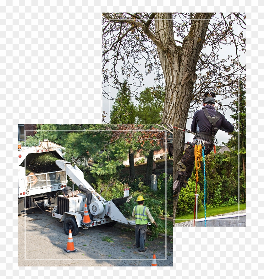 Green Forest Tree Service - Tree Removing Service Clipart #2071561