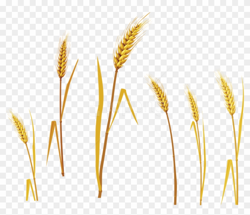 Free Png Wheat Png Images Transparent - Barley Png Clipart