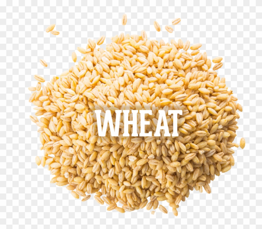 Wheat 04 Oct 2016 , Png Download - Whole Grain Clipart #2072547