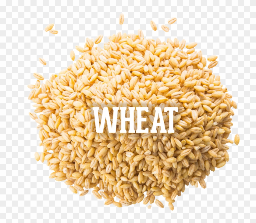 Wheat 04 Oct 2016 , Png Download - Whole Grain Clipart