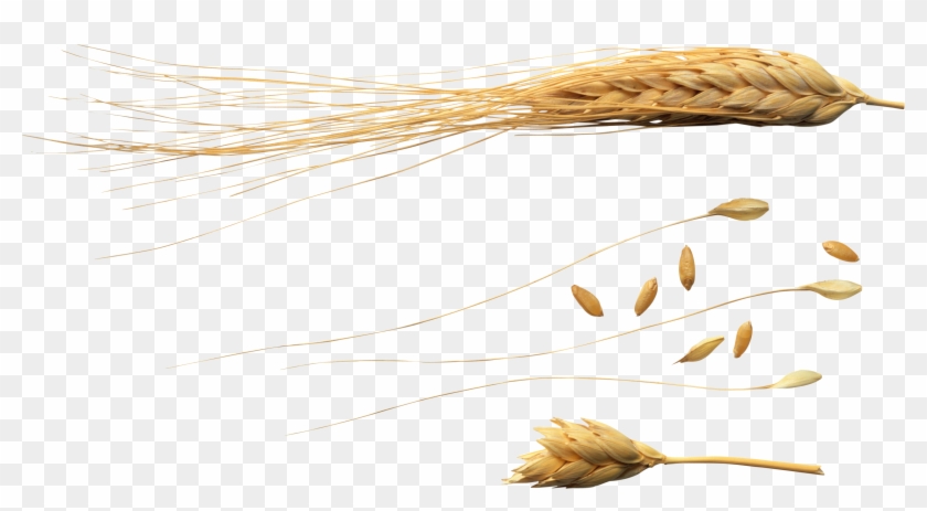 Wheat Png - 1 Grão De Trigo Png Clipart #2072664