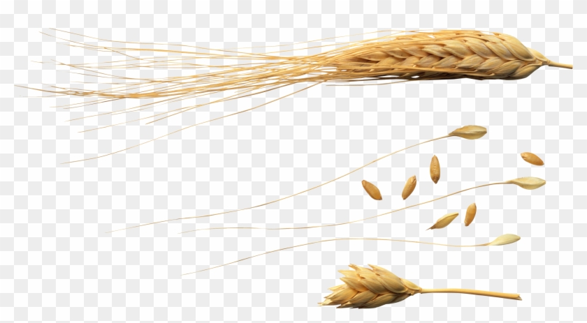 Wheat Png - 1 Grão De Trigo Png Clipart