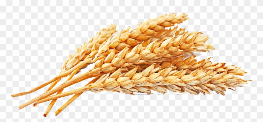 Whole Wheat Png Clipart