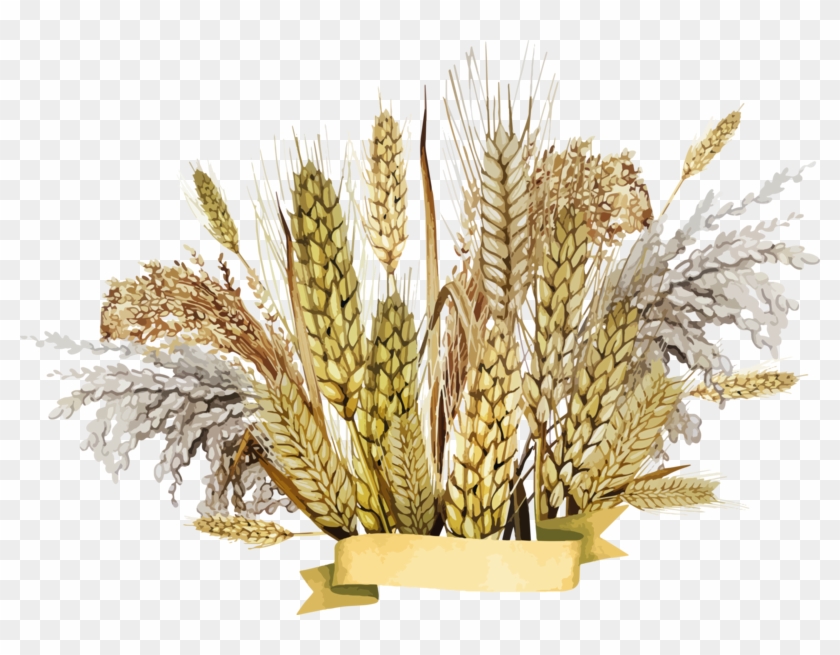 Wheat Png, Download Png Image With Transparent Background, - Millet Hd Png Clipart #2072899