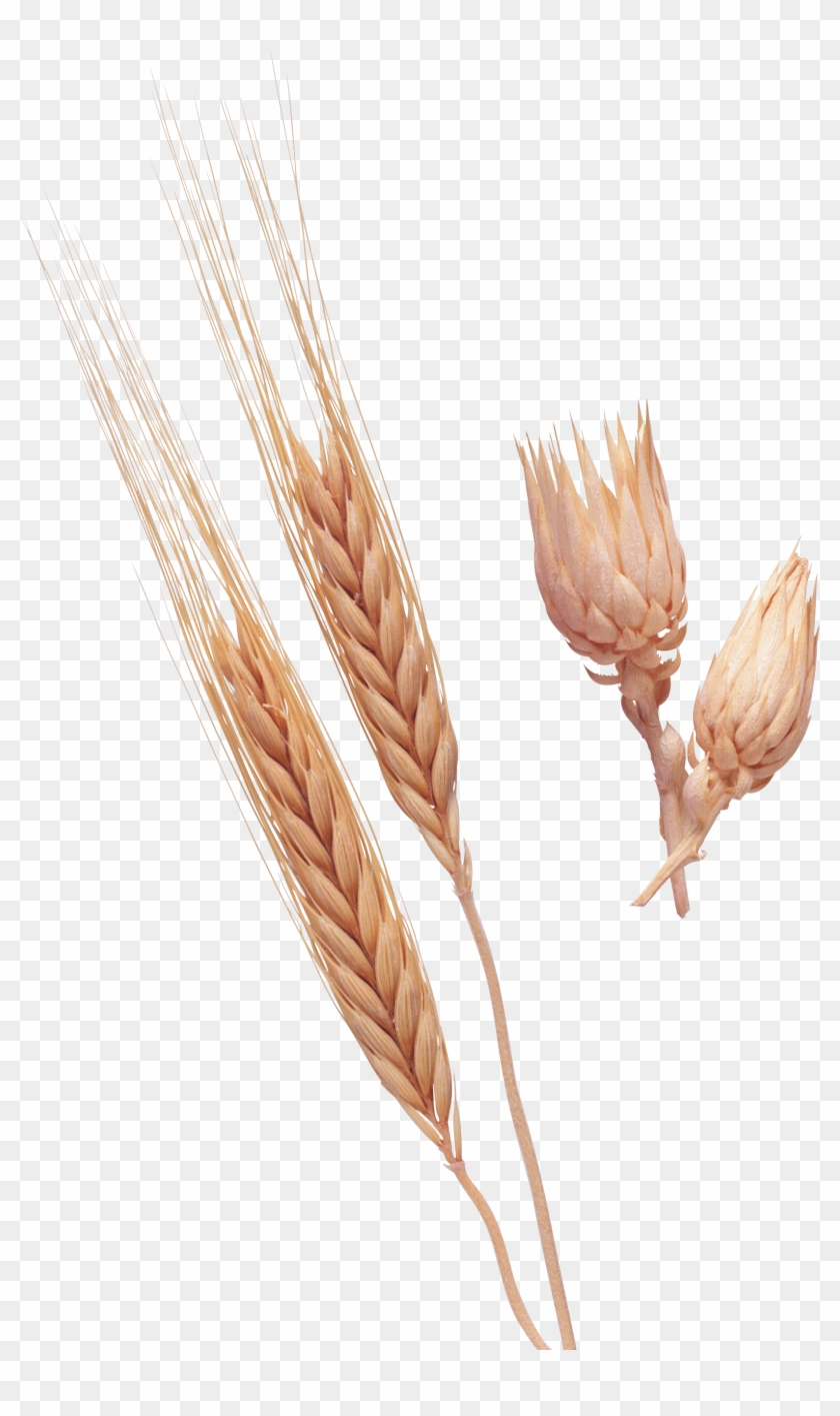 Wheat Png Image Purepng - Dinkel Wheat Clipart #2073471