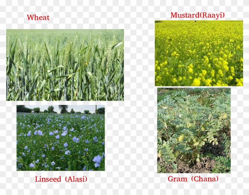 Wheat, Gram, Pea, Mustard, Linseed Clipart #2073853