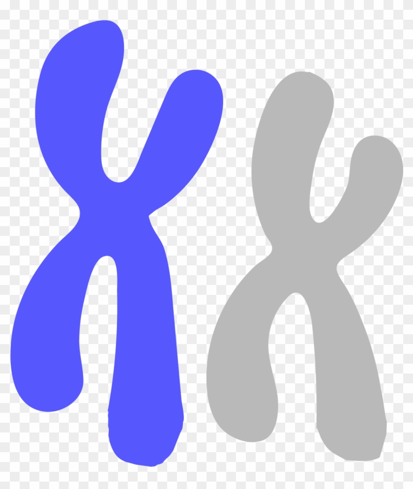 Chromosome - Chromosome Clipart - Png Download