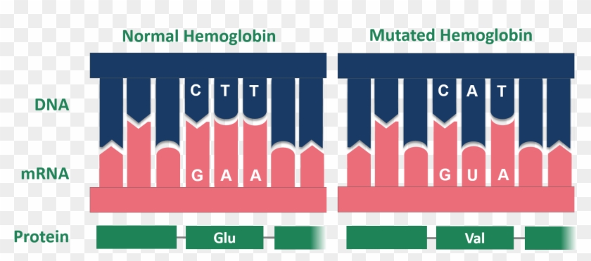 Point Mutation Sickle Cell Normal And Mutated Hemoglobin - Normal Vs Mutated Dna Clipart #2073995