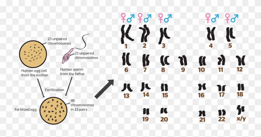 Was This Helpful - Chromosome Clipart #2074187