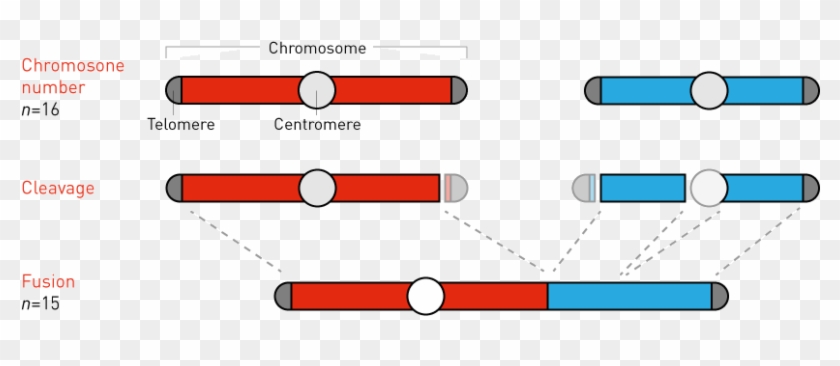 Fusing Yeast Chromosomes - Circle Clipart