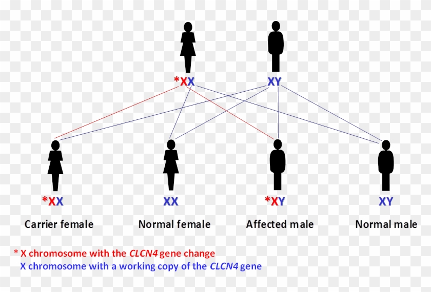 Passing On The X Chromosome With The Working Clcn4 - Thoc2 Gene Clipart