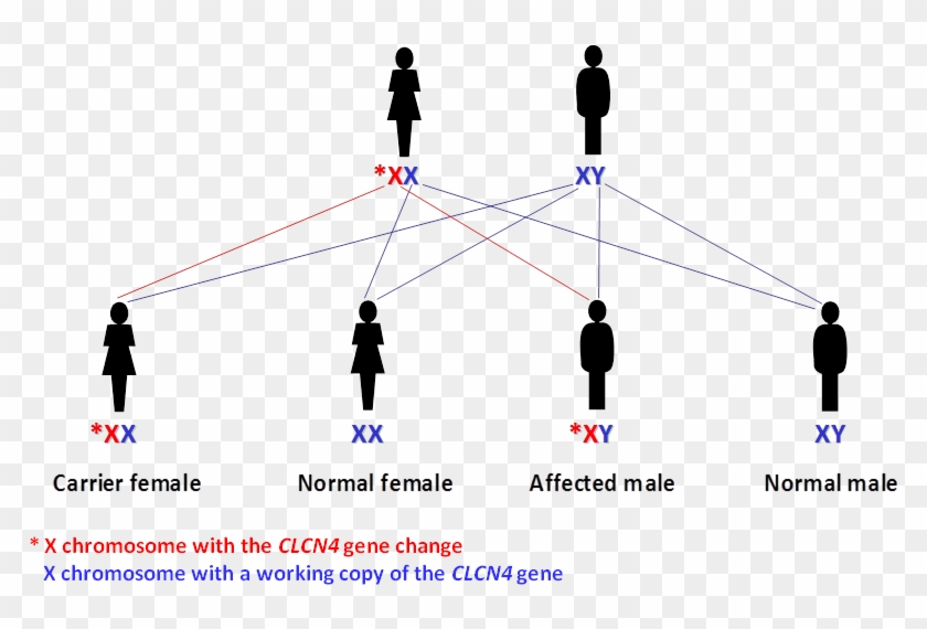 Passing On The X Chromosome With The Working Clcn4 - Thoc2 Gene Clipart #2074355