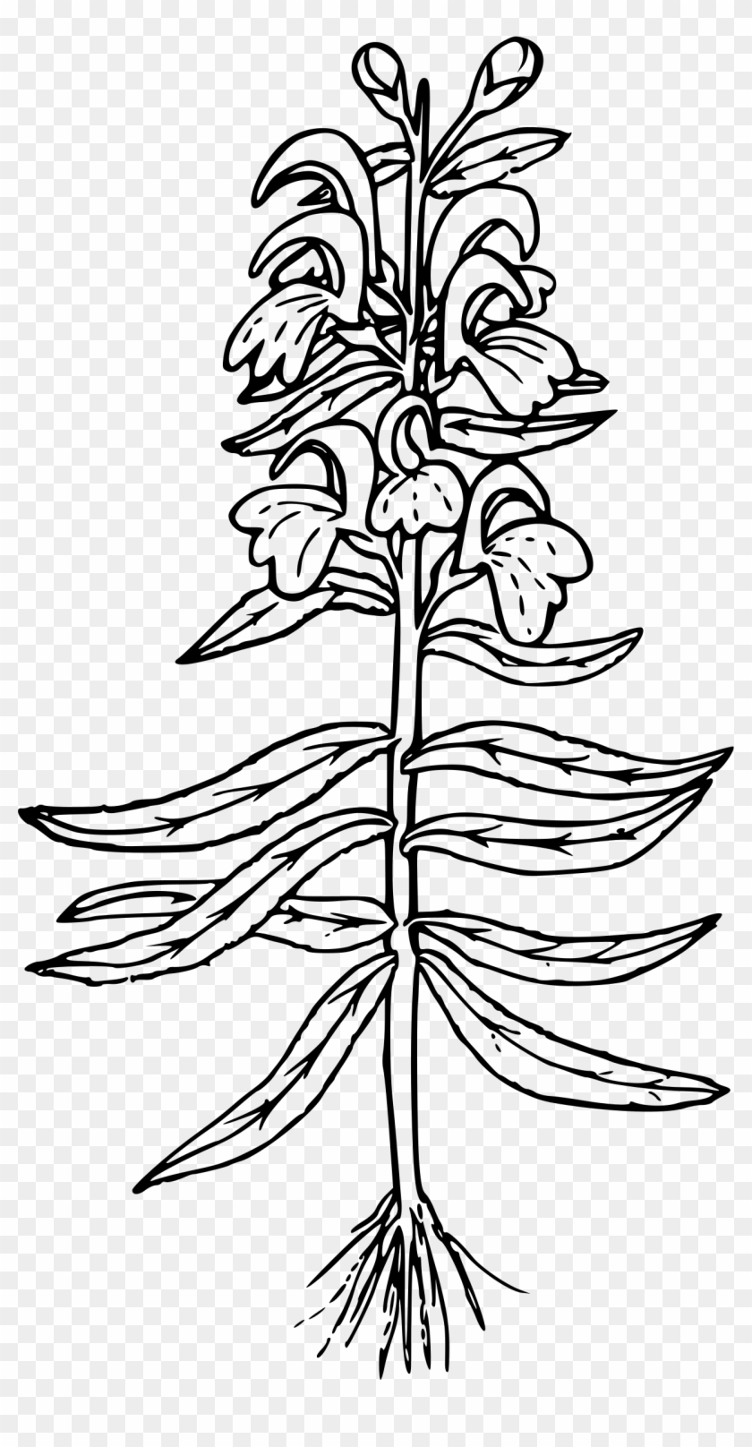 This Free Icons Png Design Of Sickle-leaved Lousewort - Floral Design Clipart