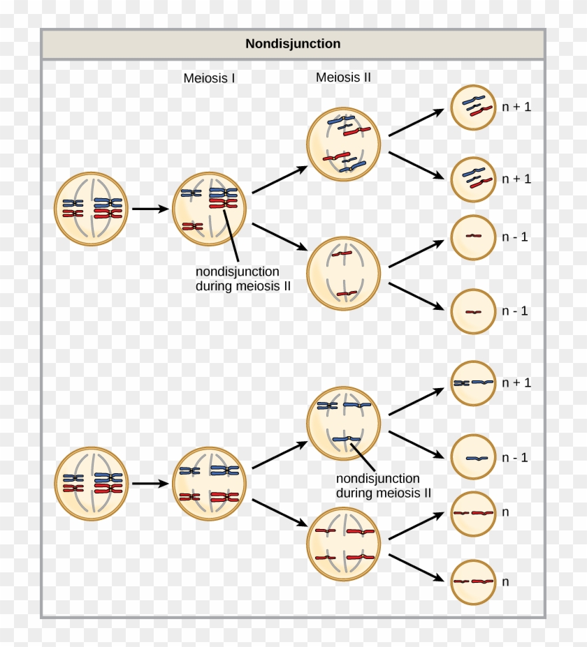 Art Connection - Nondisjunction Of Chromosome 21 During Meiosis Clipart