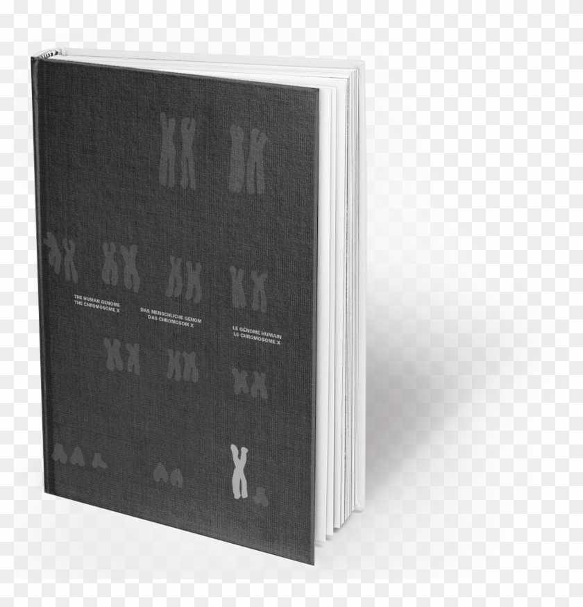 The Chromosome X And The Human Genome - Plywood Clipart #2074607