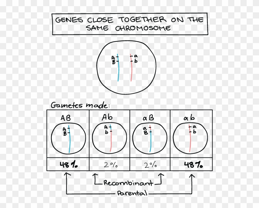Genes Close Together On A Chromosome Have A Smaller - Genes Ligados Ejemplos Clipart #2074628