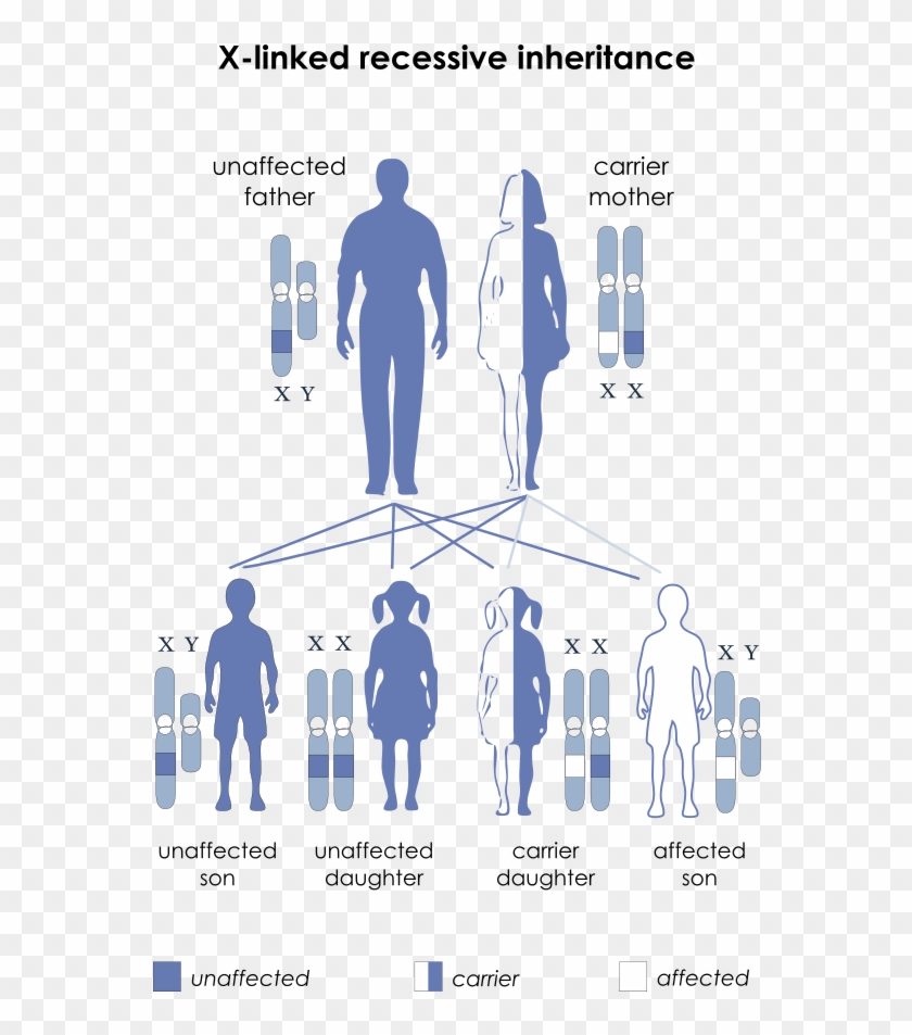 Autosomes Vs Sex Chromosomes - Sex Linked Recessive Clipart #2074953