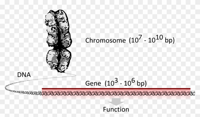 What I Learned Reading “the Gene” - Gene Clipart