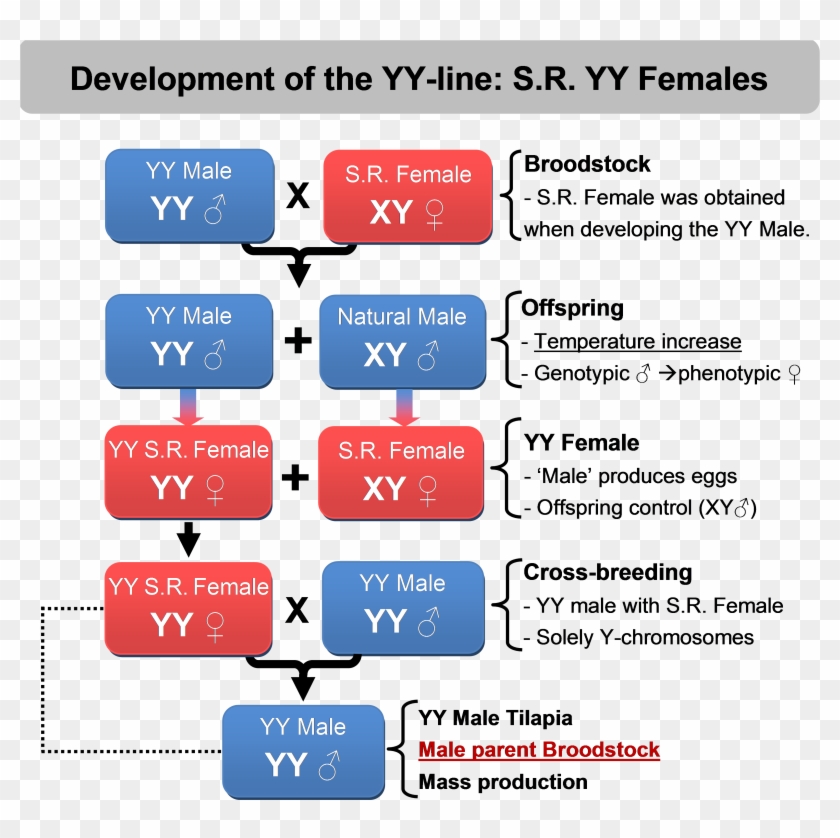 Once We Have Developed The Yy Male It Is Easy To Produce - Xx Hormones Clipart