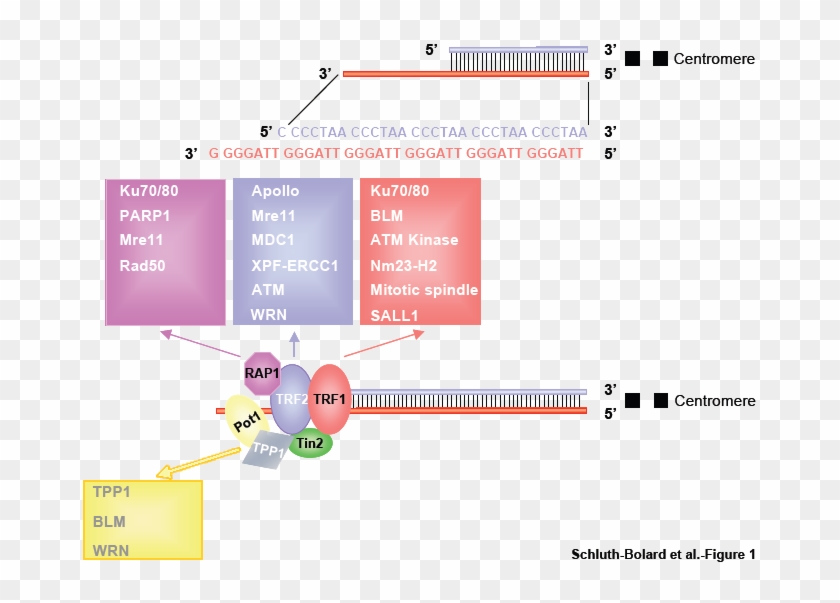 Chromosome Termini Ends With An Array Of Hexanucleotides - Telomeric Ends Clipart