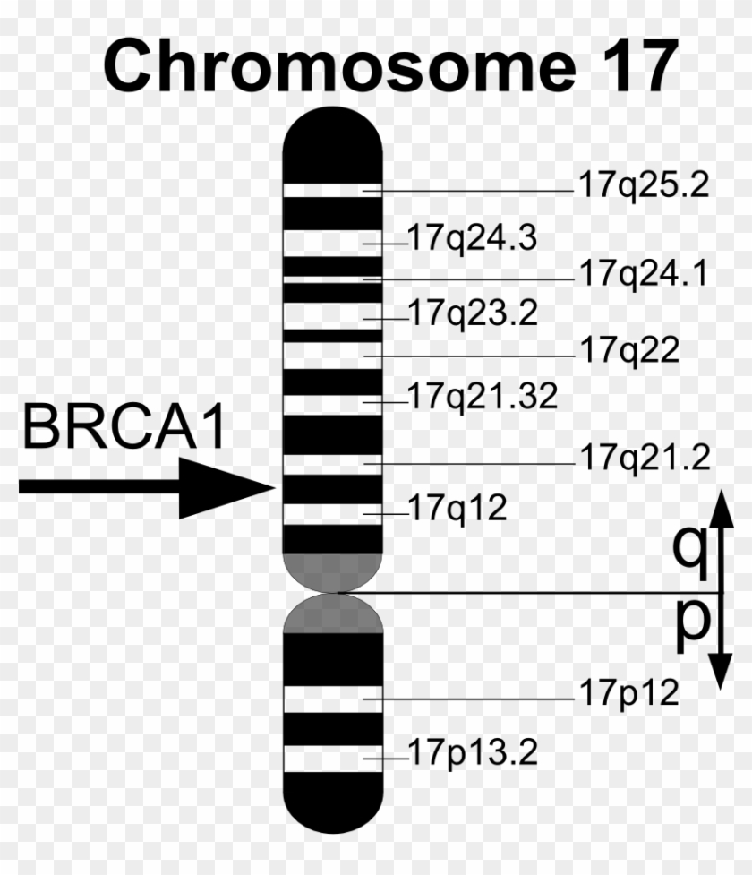 Brca1 En - Brca 1 Gene Clipart