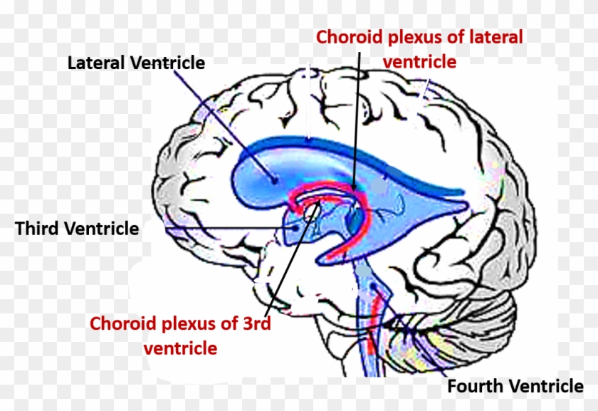 Lateral Ventricle Png 3rd Ventricle Choroid Plexus - Choroid Plexus Of Lateral Ventricles Choroid Fissure Clipart