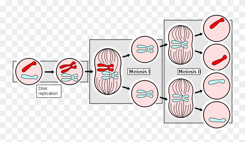 Ahsmediacenter - Pbworks - Com/f/meiosisapng - Mitosis Chromosome Number Clipart #2075689