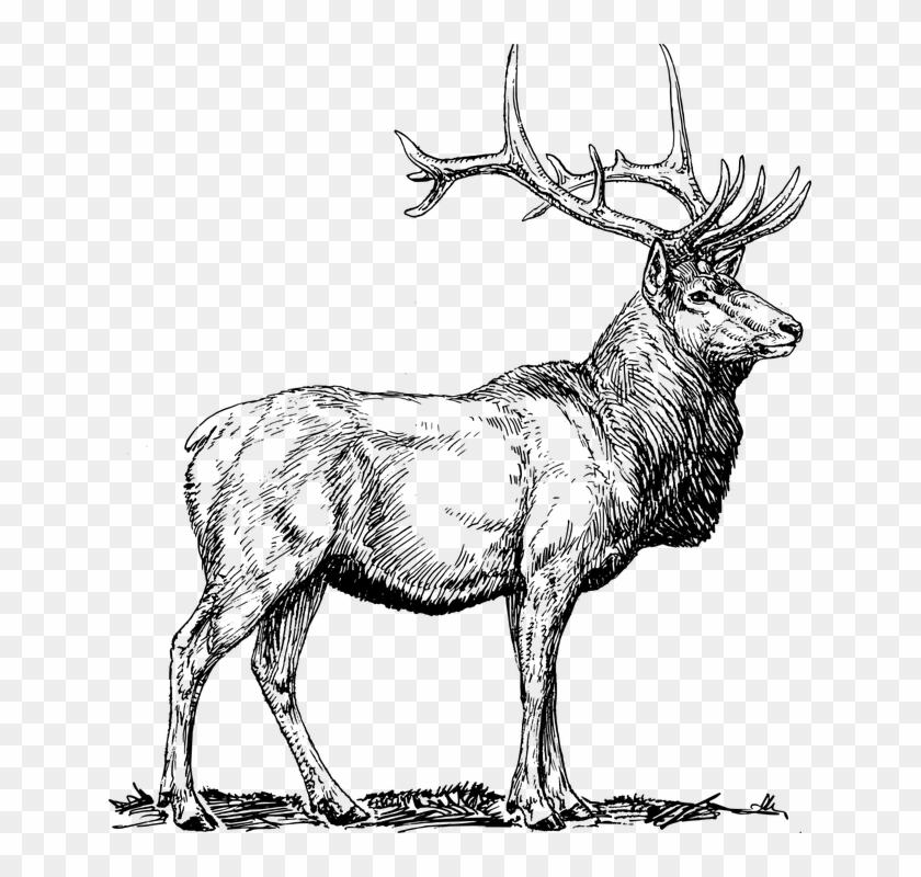 Elk Bull Head - Elk Vector Clipart